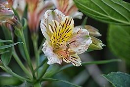 花,日本百合,植物區(qū)系