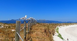 海鷗,海灘,細(xì)砂