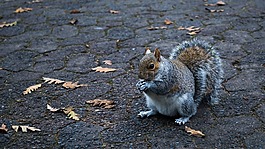 松鼠,公園,葉子