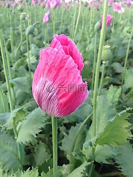 罌粟,字段,玫瑰