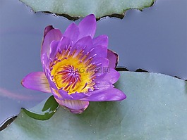 水礼,蓝色,黄色