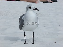 海鷗,鳥(niǎo),海