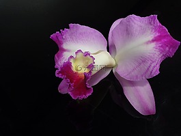 蘭花,粉紅色,花