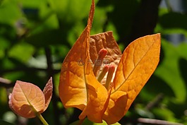 九重葛,雌蕊,花瓣