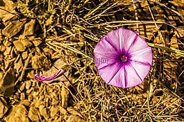 性質(zhì),植物,花