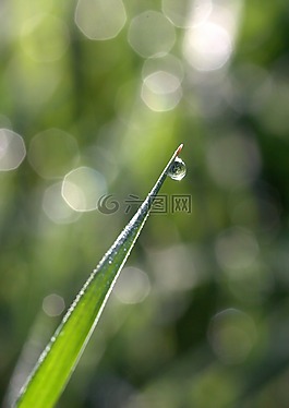 草,露水,背景虛化