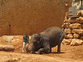 動物,可愛,動物園