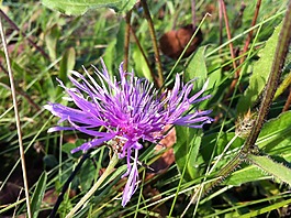 花,開(kāi)花,紫