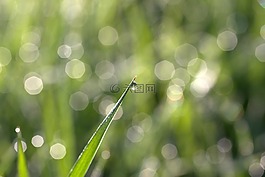 草,露水,背景虛化