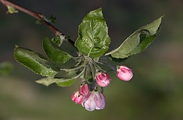 花卉,三月,春天
