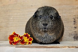 豚鼠,動物,可愛