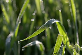 草,露水,背景虛化