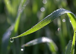 草,露水,背景虛化