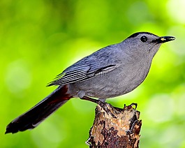 鳥,自然,戶外