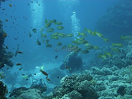 潛水員,礁,跳水