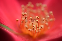 玫瑰,紅色,開花
