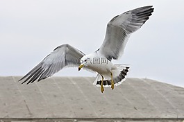 動物,海灘,海鷗