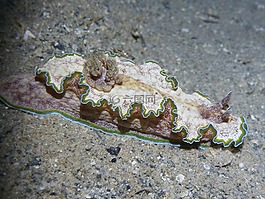 蝸牛,水下,meeresbewohner