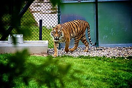 虎,動物,野生動物