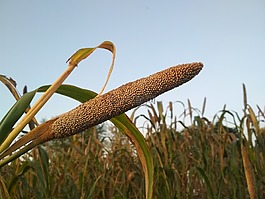 自然,森林,綠色