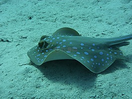 藍色斑點黃貂魚,光線,海