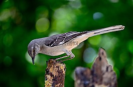 鳥,自然,戶外