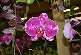 花,植物,蘭花