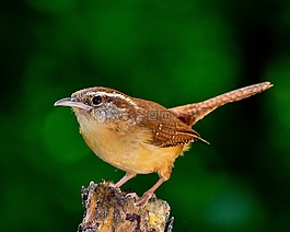鳥,自然,戶外