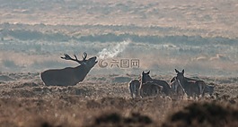 埃爾克,野生,動物