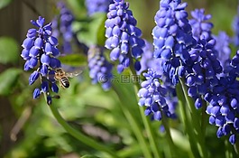 蜜蜂,花卉,紫色