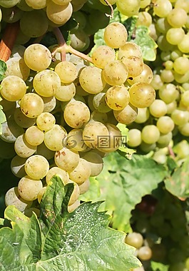酒,葡萄,成熟