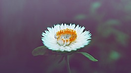 花,雛菊,白