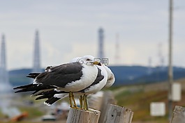 動物,海,海灘