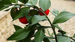 葉,性質(zhì),植物