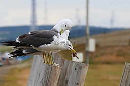 動物,海,海灘