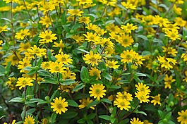 hussar 按钮,花,开花