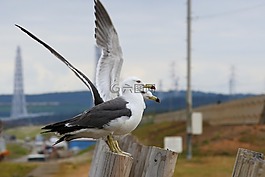 動物,海,海灘