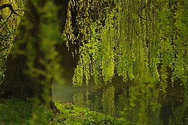 垂柳,绿色,水
