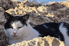貓,野性,動物