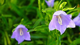 紫色花,紫色,鮮花