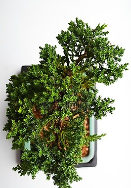 植物,鍋,裝潢