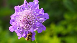 紫色花,蜜蜂,自然