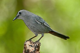 鳥,自然,戶外
