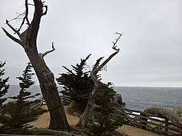 樹,海,風