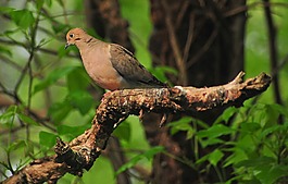 鳥,自然,戶外