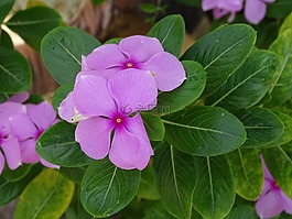 美麗,鮮花,軟
