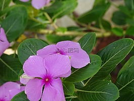 美麗,鮮花,軟