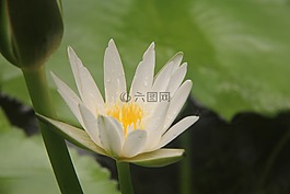 荷花,露珠,白色