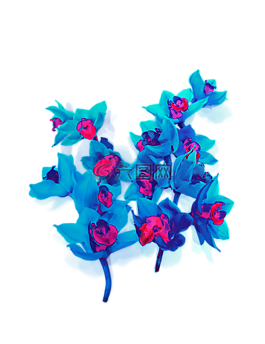 蘭花,花,植物