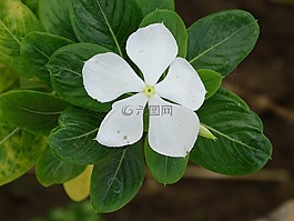 美麗,鮮花,軟